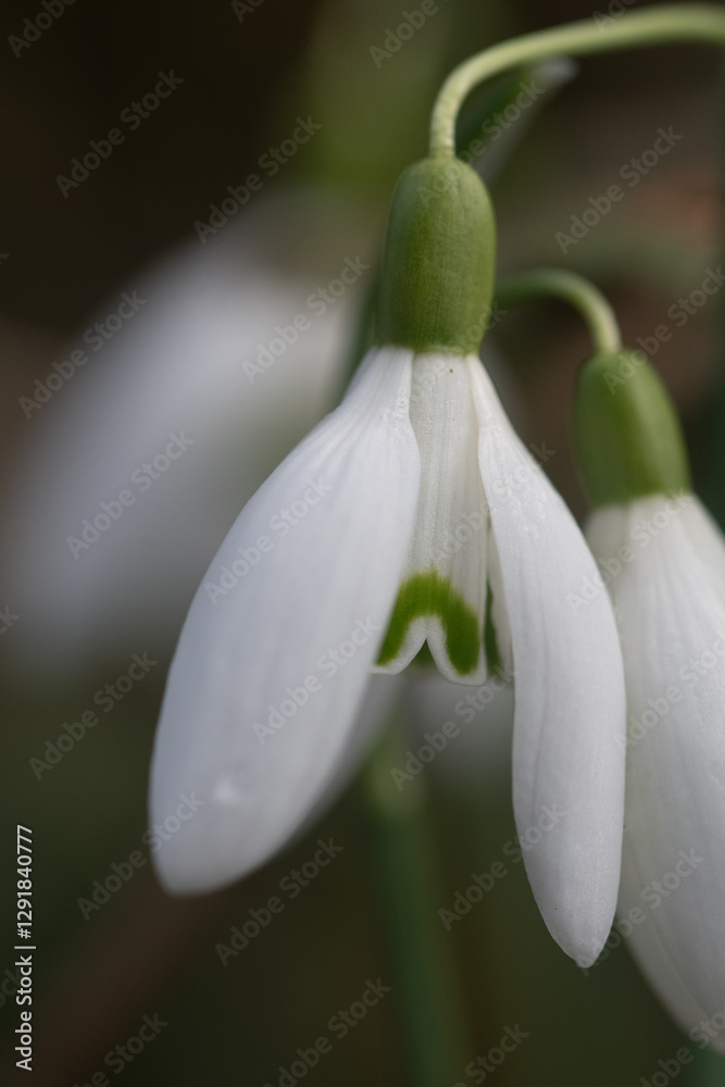 Macro image of Snowdrops at Cardinham Bodmin Moor Cornwall Macro image of Snowdrops at Cardinham Bodmin Moor Cornwall
