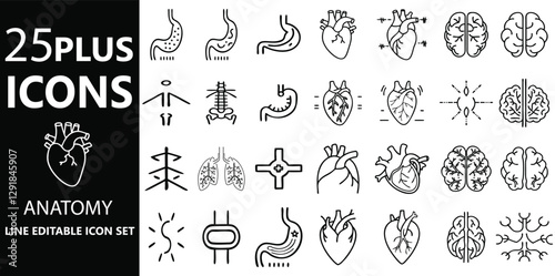 Editable Anatomy Icons Set for Heart, Brain, Stomach, Lungs, and Internal Organs in Medical, Healthcare, and Biological Diagrams.