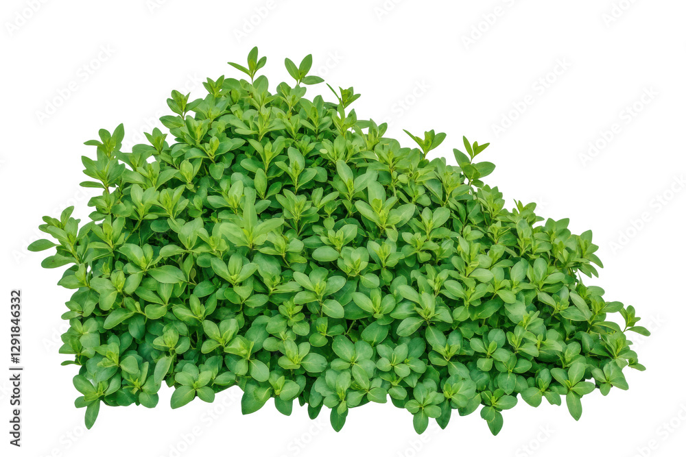 Obraz premium Vibrant young plant with lush green leaves, cut out