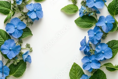 Blue Hydrangea Flowers Frame a White Background Creating a Serene Nature Display