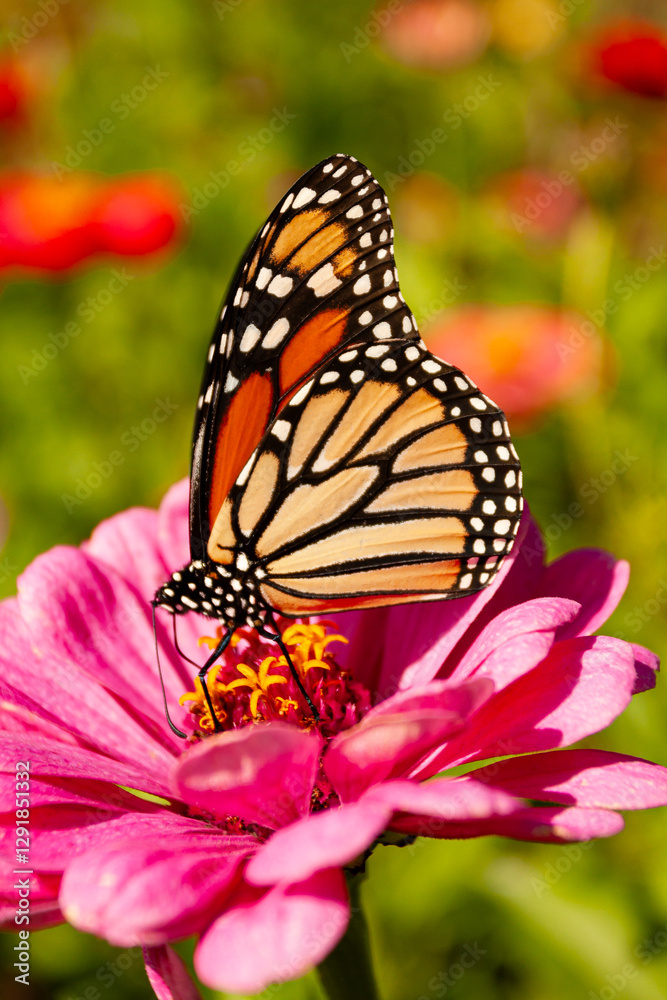 Naklejka premium Monarch Butterfly on Zinnia Flower