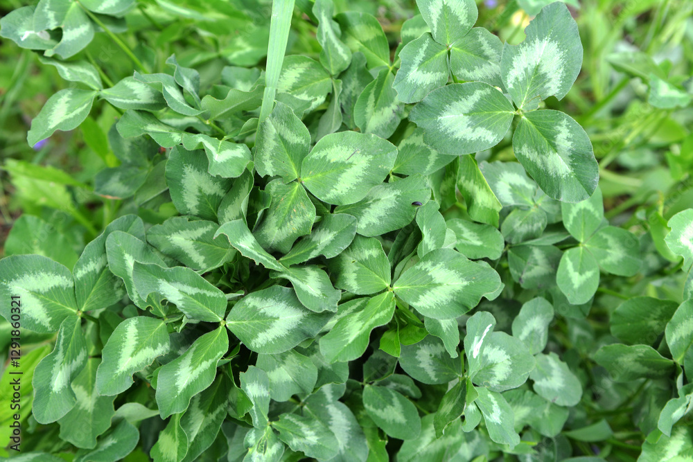 In the spring field young clover grows In the spring field young clover grows