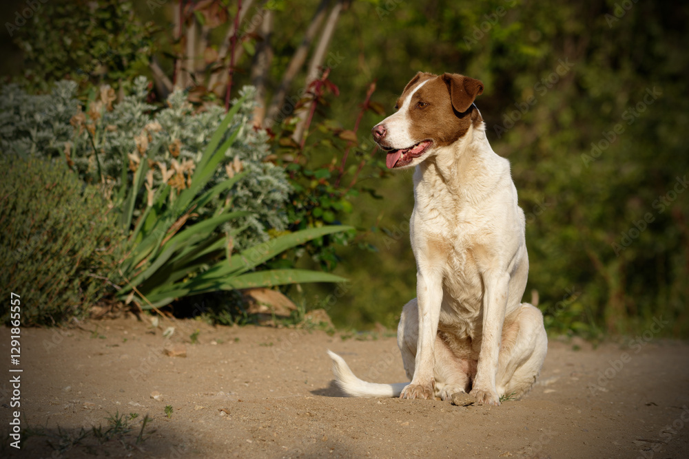 Cute dog outdoors in warm sun light Cute dog outdoors in warm sun light