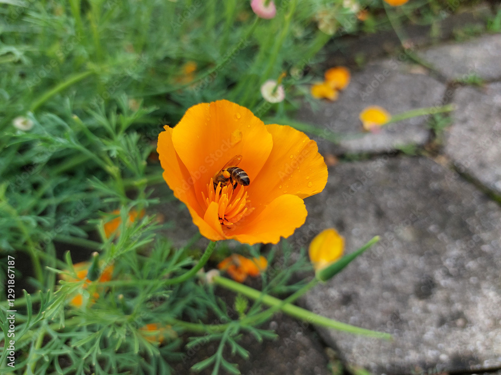 pollination. orange poppy and bee. California poppy blooms in garden