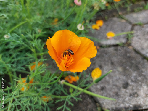 Obraz na płótnie pollination. orange poppy and bee. California poppy blooms in garden w salonie