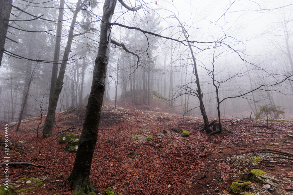 panoramica su varie foreste con alberi spogli, in un ambiente naturale tra le alte colline della Slovenia, avvolte da una fitta nebbia, di giorno, in inverno