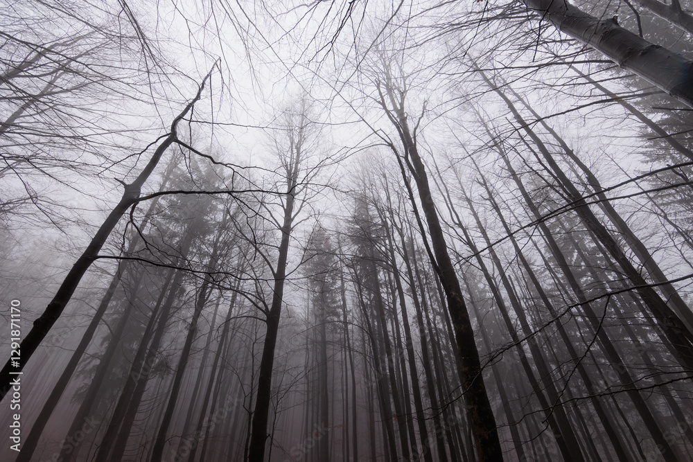 panoramica su varie foreste con alberi spogli, in un ambiente naturale tra le alte colline della Slovenia, avvolte da una fitta nebbia, di giorno, in inverno