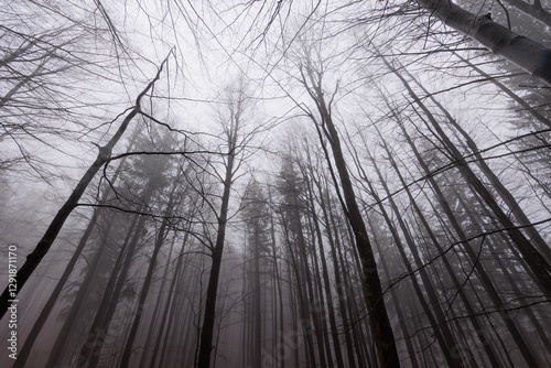Obraz na płótnie panoramica su varie foreste con alberi spogli, in un ambiente naturale tra le alte colline della Slovenia, avvolte da una fitta nebbia, di giorno, in inverno w salonie