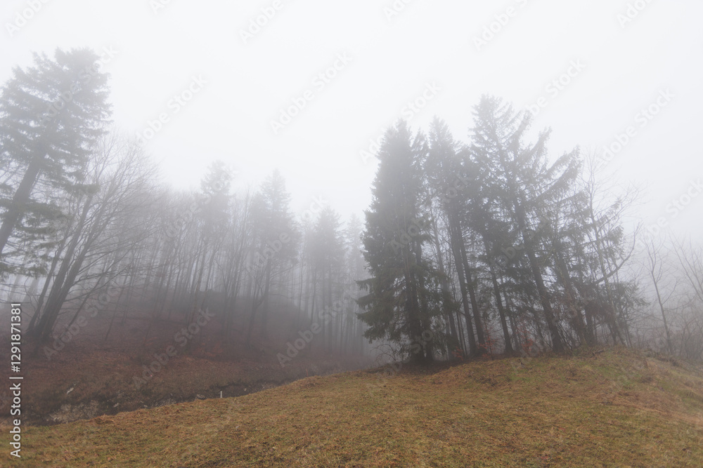 panoramica su varie foreste con alberi spogli, in un ambiente naturale tra le alte colline della Slovenia, avvolte da una fitta nebbia, di giorno, in inverno