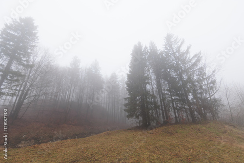 Obraz na płótnie panoramica su varie foreste con alberi spogli, in un ambiente naturale tra le alte colline della Slovenia, avvolte da una fitta nebbia, di giorno, in inverno w salonie