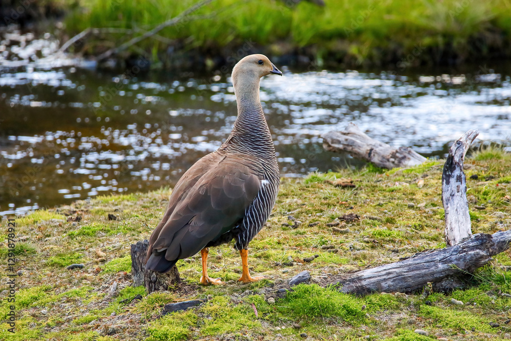 Female upland goose aka Magellan goose (Chloephaga picta) in the Tierra del Fuego National Park near Ushuaia in the southernmost point of Argentina, South America Female upland goose aka Magellan goose (Chloephaga picta) in the Tierra del Fuego National Park near Ushuaia in the southernmost point of Argentina, South America