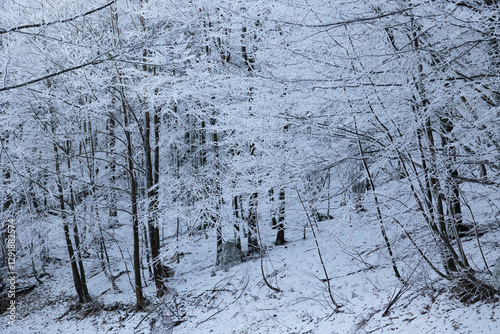 alberi ghiacciati ed innevati, completamente bianchi, in un bosco naturale nelle alte colline della Slovenia, di giorno, in inverno
