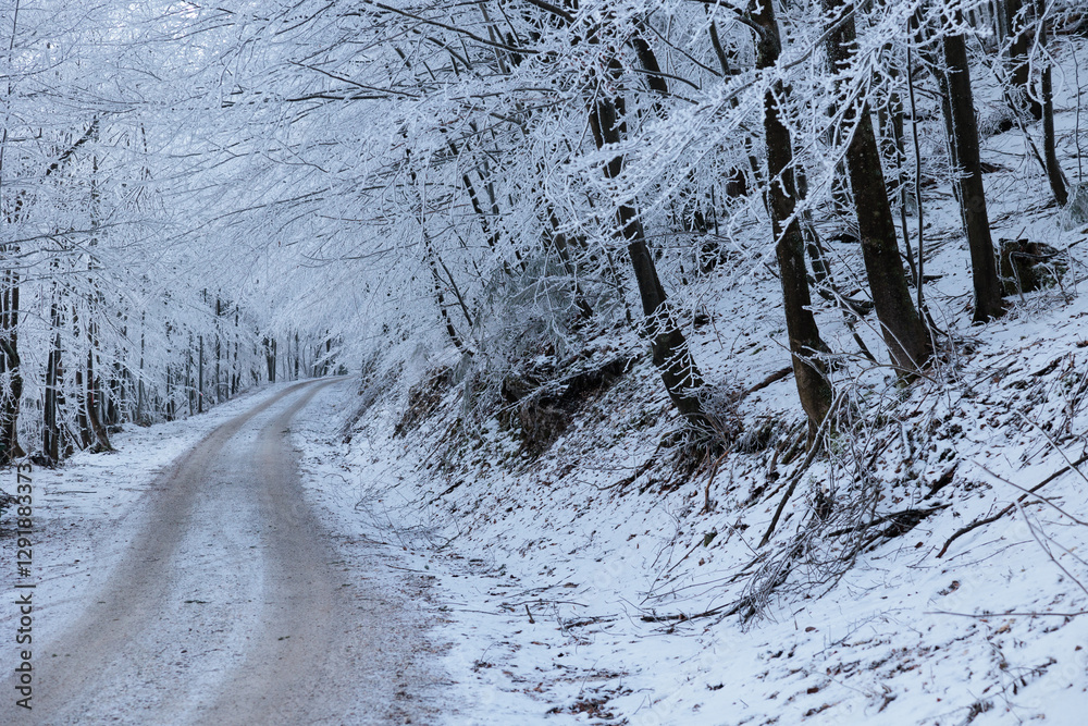 alberi ghiacciati ed innevati, completamente bianchi, in un bosco naturale nelle alte colline della Slovenia, di giorno, in inverno