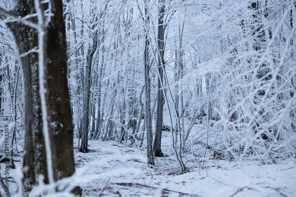 alberi ghiacciati ed innevati, completamente bianchi, in un bosco naturale nelle alte colline della Slovenia, di giorno, in inverno