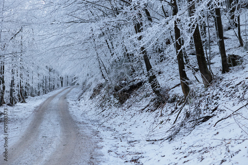 Obraz na płótnie alberi ghiacciati ed innevati, completamente bianchi, in un bosco naturale nelle alte colline della Slovenia, di giorno, in inverno w salonie