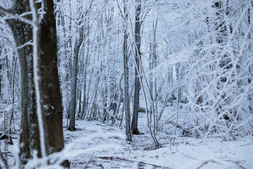 Obraz na płótnie alberi ghiacciati ed innevati, completamente bianchi, in un bosco naturale nelle alte colline della Slovenia, di giorno, in inverno w salonie