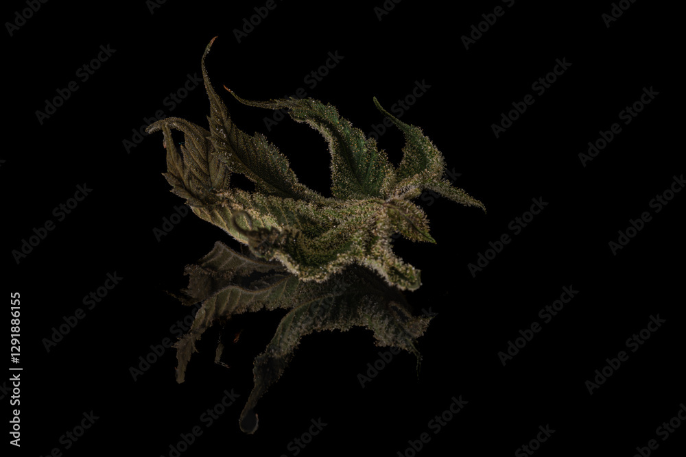 custom made wallpaper toronto digitalFrench cookies variety of dry marijuana blossom on shiny black table