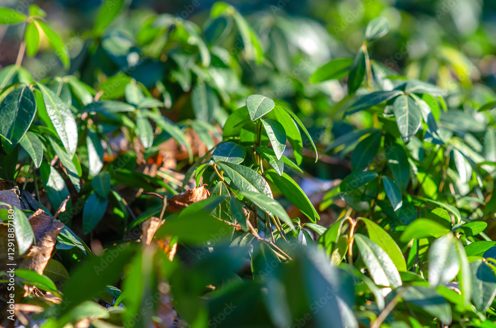 Bright green leaves on branches under sunlight with dry autumn leaves below Bright green leaves on branches under sunlight with dry autumn leaves below