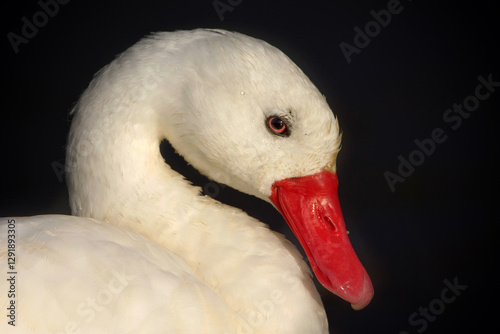 Fototapeta Naklejka Na Ścianę i Meble -  Coscoroba Swan (Coscoroba coscoroba) portrait