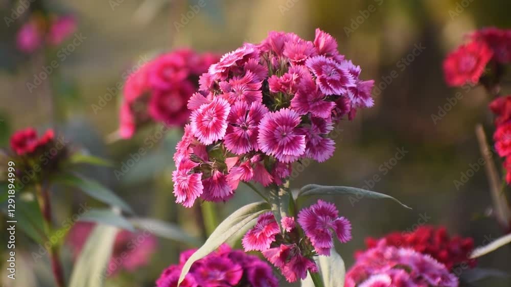 Pink Sweet William flowers blooming in a garden during a beautiful sunset. Pink Sweet William flowers blooming in a garden during a beautiful sunset.