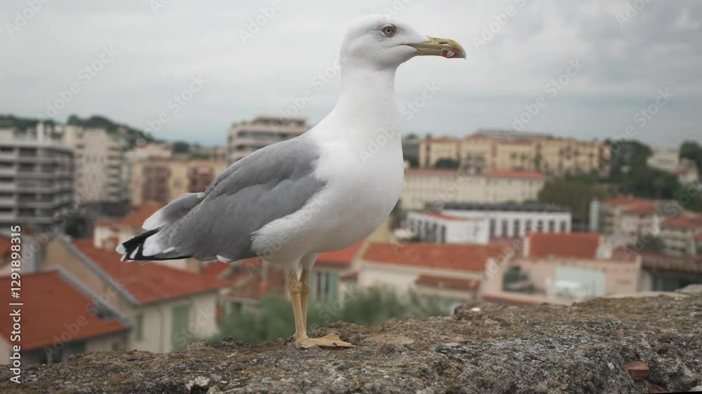 A large seagull against the backdrop of the old town of Cannes. A large seagull against the backdrop of the old town of Cannes.