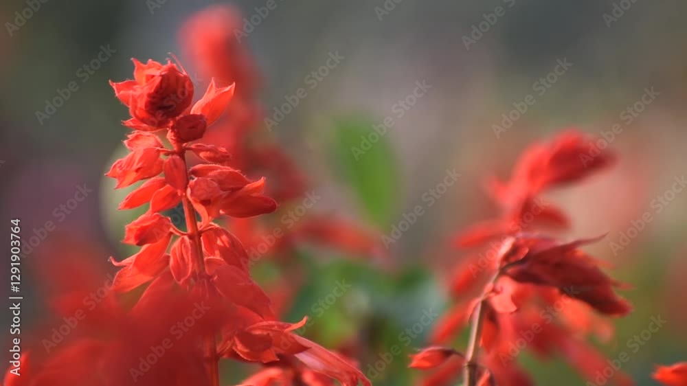 Vibrant bonfire salvia with rich red flowers in full bloom. Vibrant bonfire salvia with rich red flowers in full bloom.