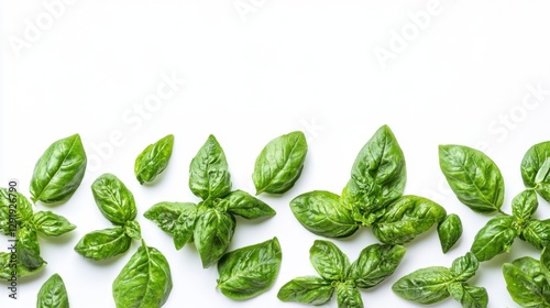 Fresh Basil Leaves Border on White Backdrop Culinary Delight