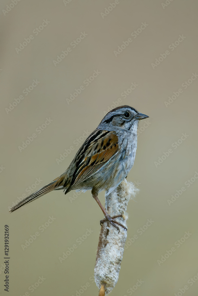 Fototapeta premium Swamp Sparrow taken in southern MN