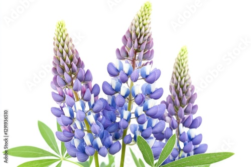 A wild lupine flower with purple blue spikes, isolated