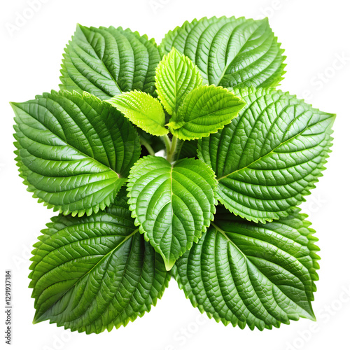 Perilla Frutescens: Herb, Leaves, Plant isolated on transparent background