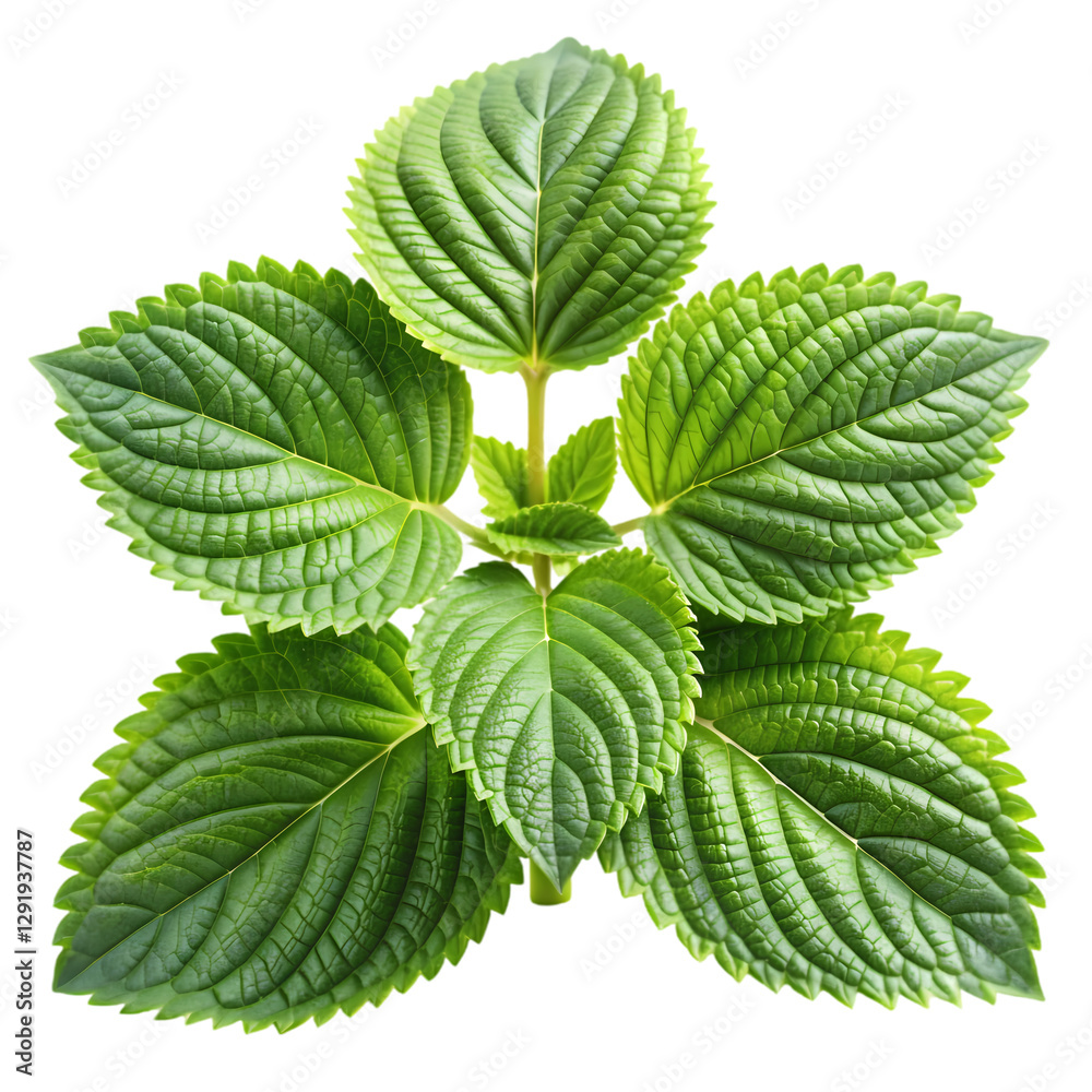 Shiso Leaves: Perilla Herb Guide & Uses isolated on transparent background Shiso Leaves: Perilla Herb Guide & Uses isolated on transparent background