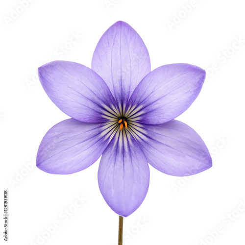 spring season equipment, Vibrant purple flower isolated on a white background.