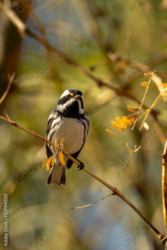 Black-throated Gray Warbler photo