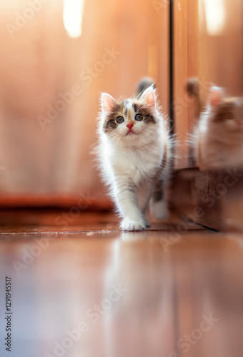 portrait of cute fluffy kitten walking on shiny floor in sunny room