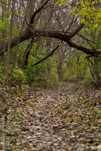 Wallpaper Mural Tree growing over walking path on island in Illinois. Torontodigital.ca