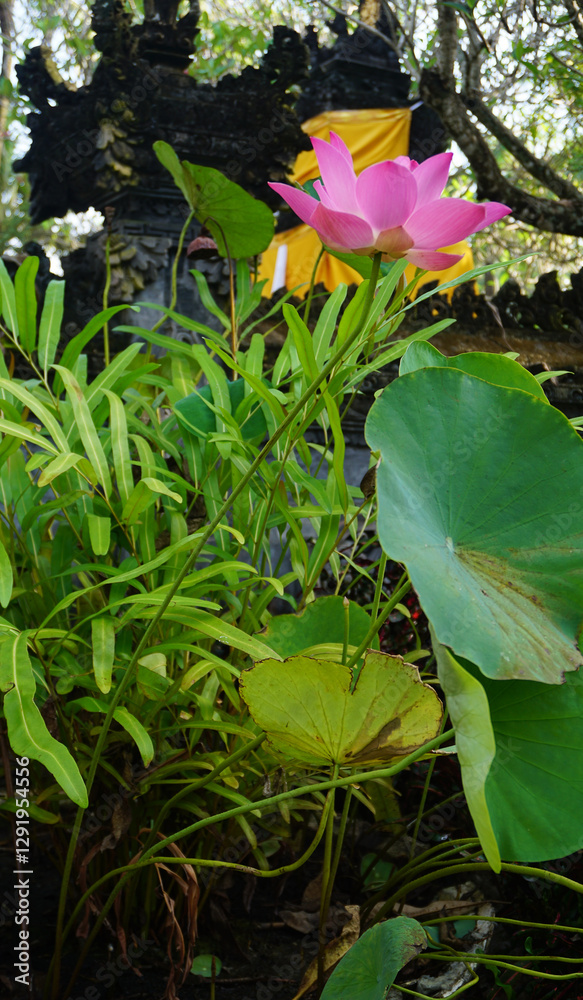 Water lily blooming on the pond at Bali at Indonesia.