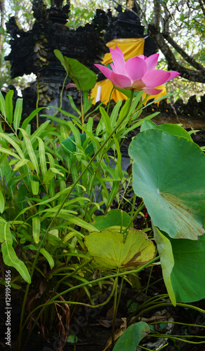 Obraz na płótnie Water lily blooming on the pond at Bali at Indonesia. w salonie