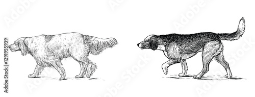 Hand drawings of two hunting dogs, side view, realistic sketches, vector illustration isolated on white
