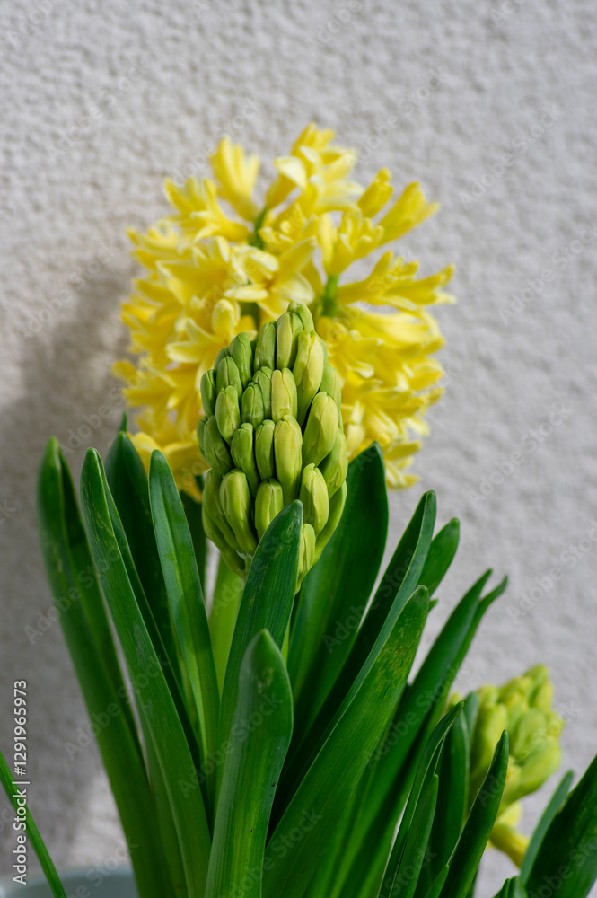 Hyacinthus orientalis ornamental beautiful springtime flowering plant, group of colorful bright flowers in bloom