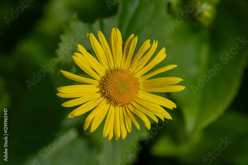 Obraz na płótnie Doronicum orientale leopards bane bright yellow spring flowers in bloom, ornamental garden flowering plant w salonie