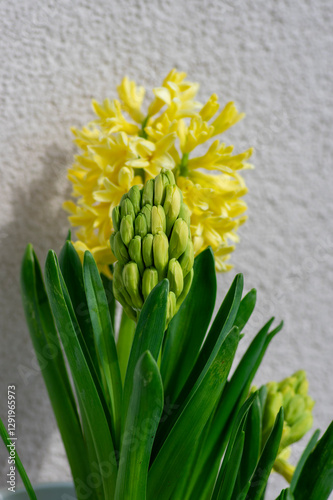 Obraz na płótnie Hyacinthus orientalis ornamental beautiful springtime flowering plant, group of colorful bright flowers in bloom w salonie