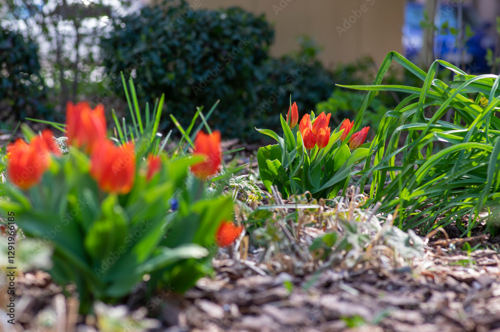 Amazing garden field with tulips of various bright rainbow color petals, beautiful bouquet of small red Tulipa praestans Fusilie