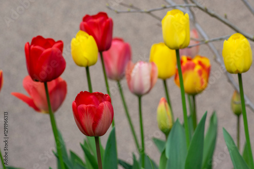 Bright red and yellow color country Darwin tulips in bloom, bouquet of springtime flowering plants in the ornamental garden
