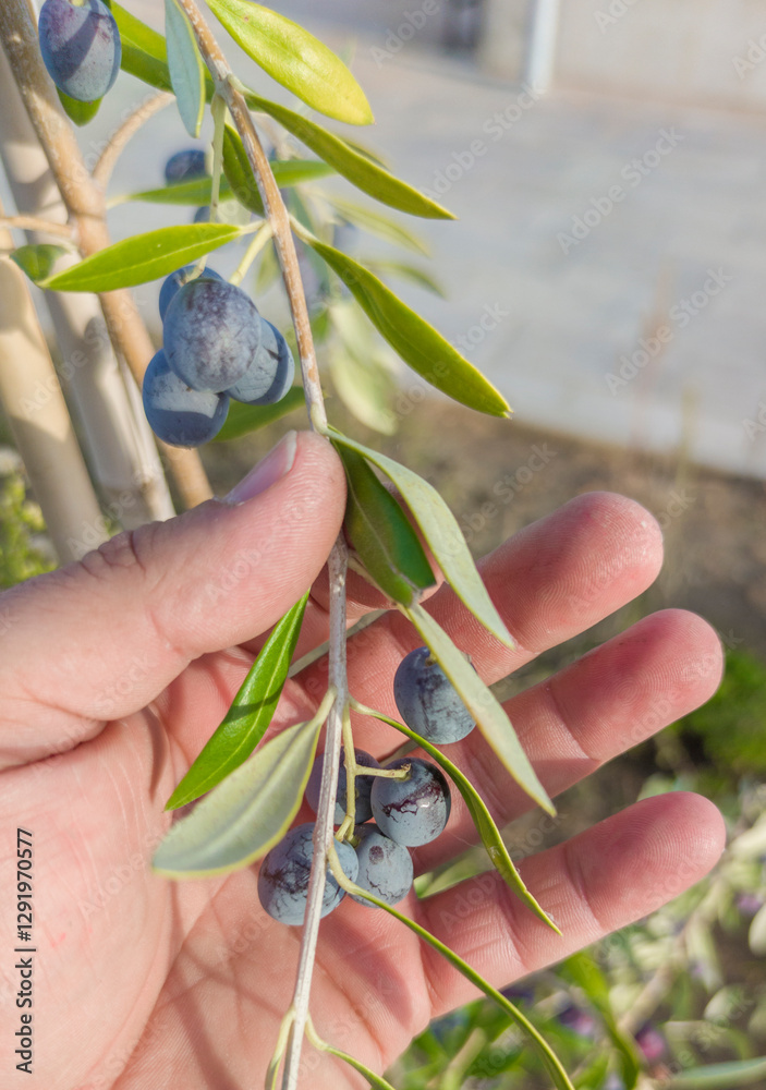Hand showing dark violet olive tree branch