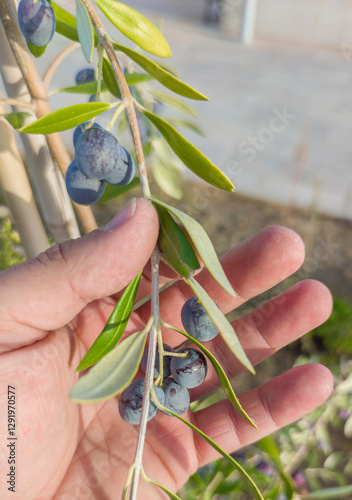Obraz na płótnie Hand showing dark violet olive tree branch w salonie