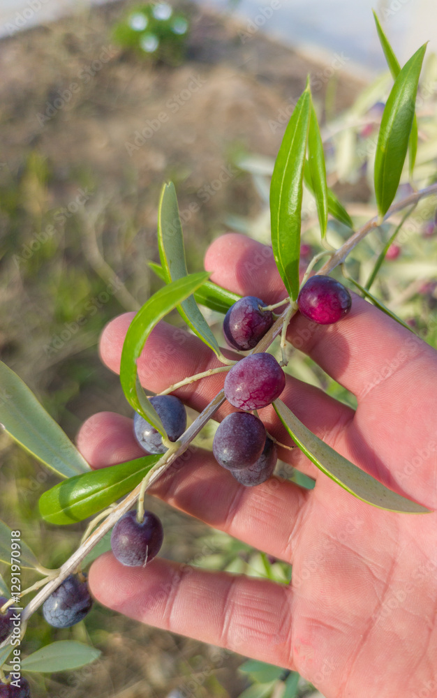 Hand showing dark violet olive tree branch