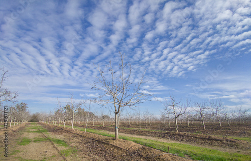 Obraz na płótnie Walnut tree plantation on winter season w salonie