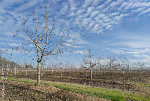 Walnut tree plantation on winter season