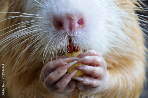 Myocastor coypus holds and eats food in its paws