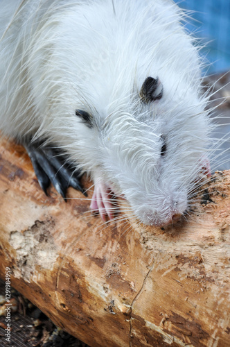 Wallpaper Mural nutria sharpens its teeth on a wooden log Torontodigital.ca